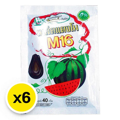 M16 Black Watermelon Seed 40g x6