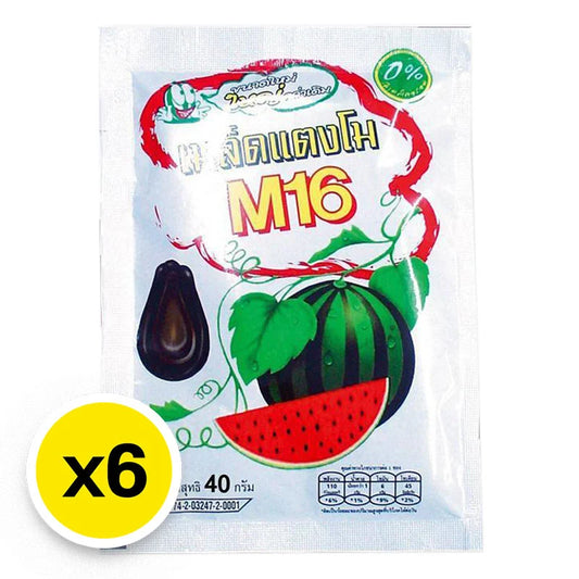 M16 Black Watermelon Seed 40g x6