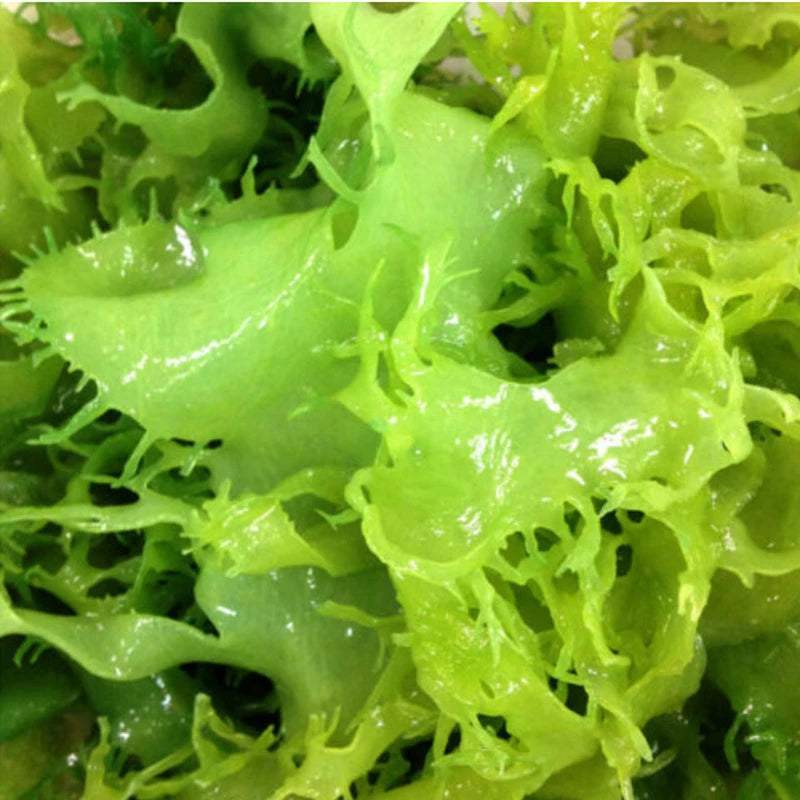 Sento Gyorui Kaneku Salted Ao Tosaka Seaweed Green Nori Natural