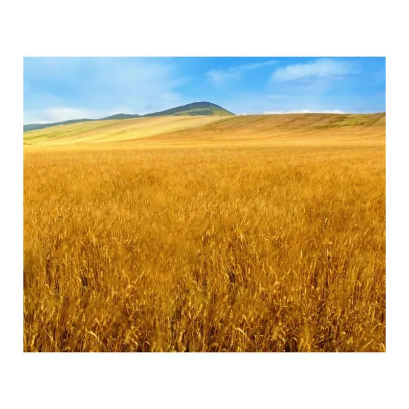 Baronia Spaghetti Nero De Seppia Pasta 500g