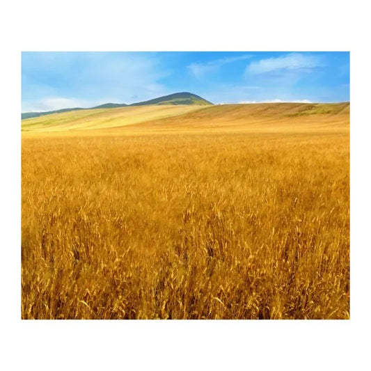 Baronia Spaghetti Nero De Seppia Pasta 500g